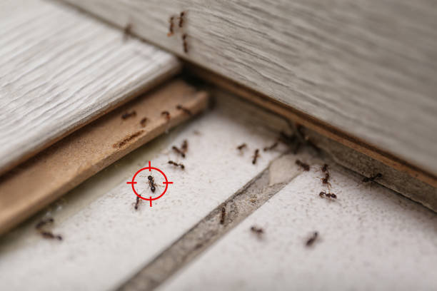 Best Emergency Pest Control  in Purcell, OK
